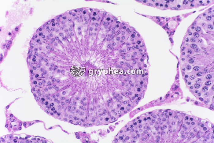 Testicule de Cobaye x100 - gryphea.com